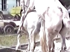 Horse sex zoo